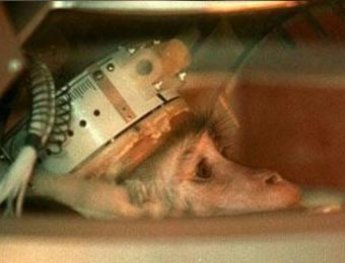 Исследователи отправят на Марс обезьяну и робота