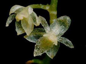 Ботаники обнаружили самую маленькую в мире орхидею 