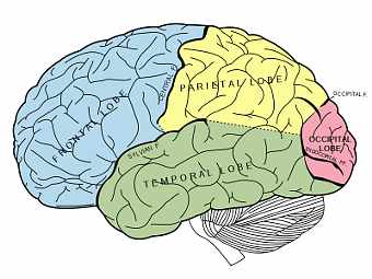Человеческий мозг. Иллюстрация из книги Grey's Anatomy 1918 года издания